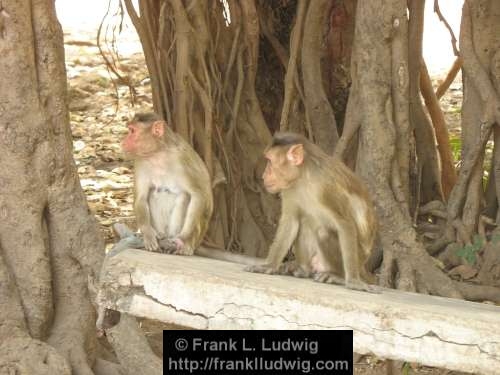 Monkeys, Death, Wake, Grief, Elephanta Island, Maharashtra, Bombay, Mumbai, India